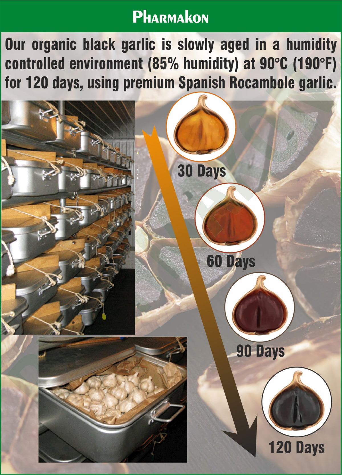 Black Garlic Capsules Y851